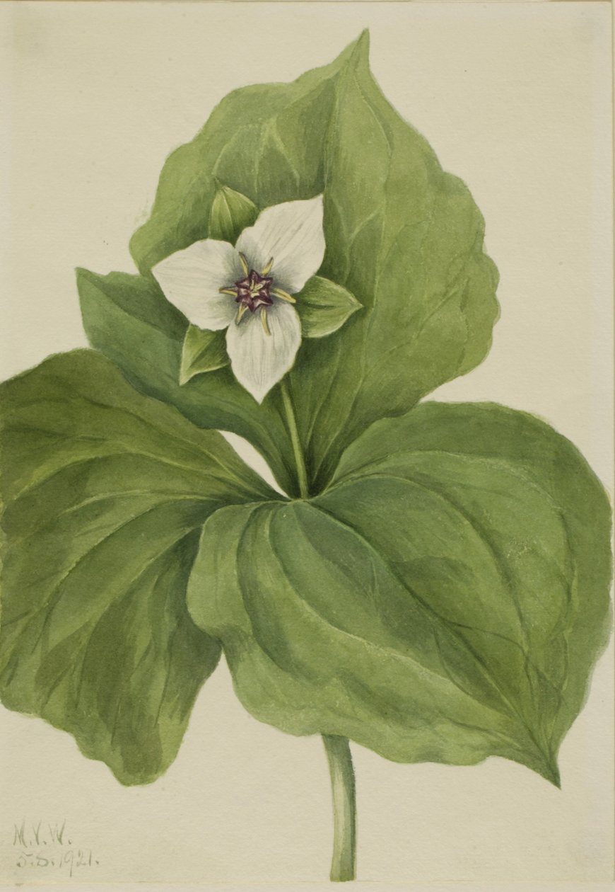 Wax Trillium Trillium albumi, 1921. tekijältä Mary Vaux Walcott
