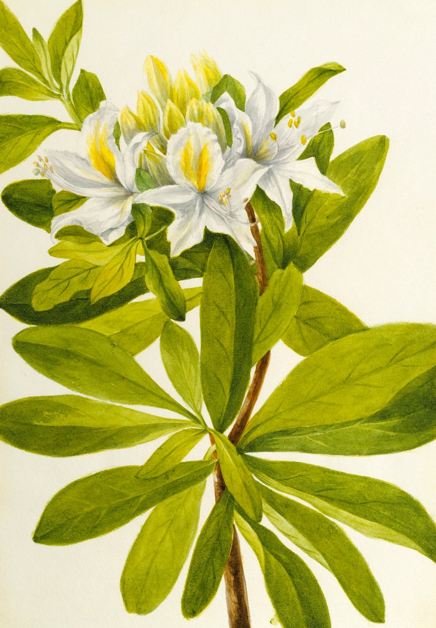 Lännen atsalea (Rhododendron occidentale) tekijältä Mary Vaux Walcott