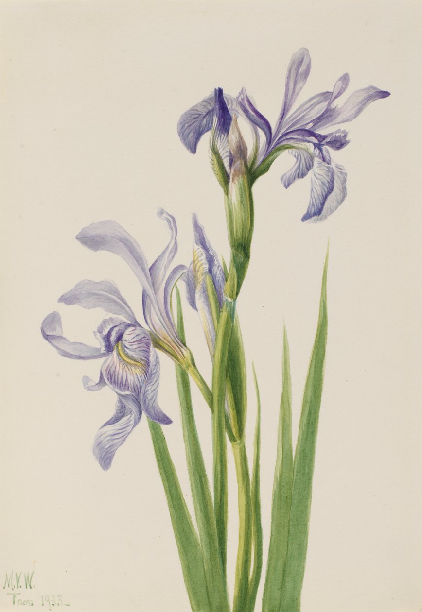 Läntinen sininen lippu Iris missouriensis, 1933. tekijältä Mary Vaux Walcott