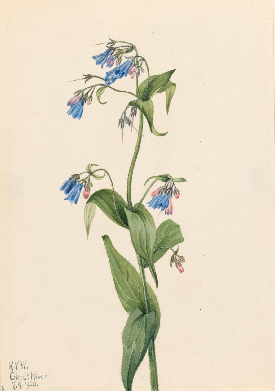 Western Bluebells Mertensia paniculata, 1920. tekijältä Mary Vaux Walcott