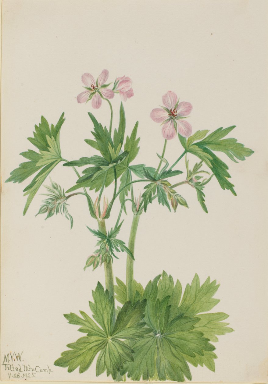 Western Cranesbill Geranium viscosissimum, 1925. tekijältä Mary Vaux Walcott