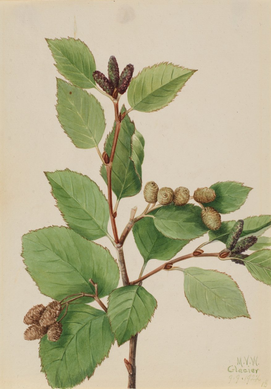 Läntinen vihreä leppä (Alnus sinuata) tekijältä Mary Vaux Walcott