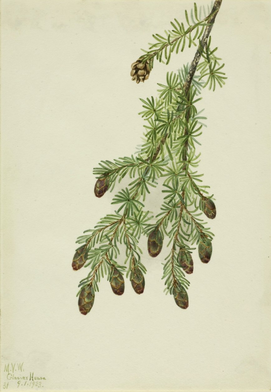 Lännenpihlaja (Tsuga heterophylla) tekijältä Mary Vaux Walcott