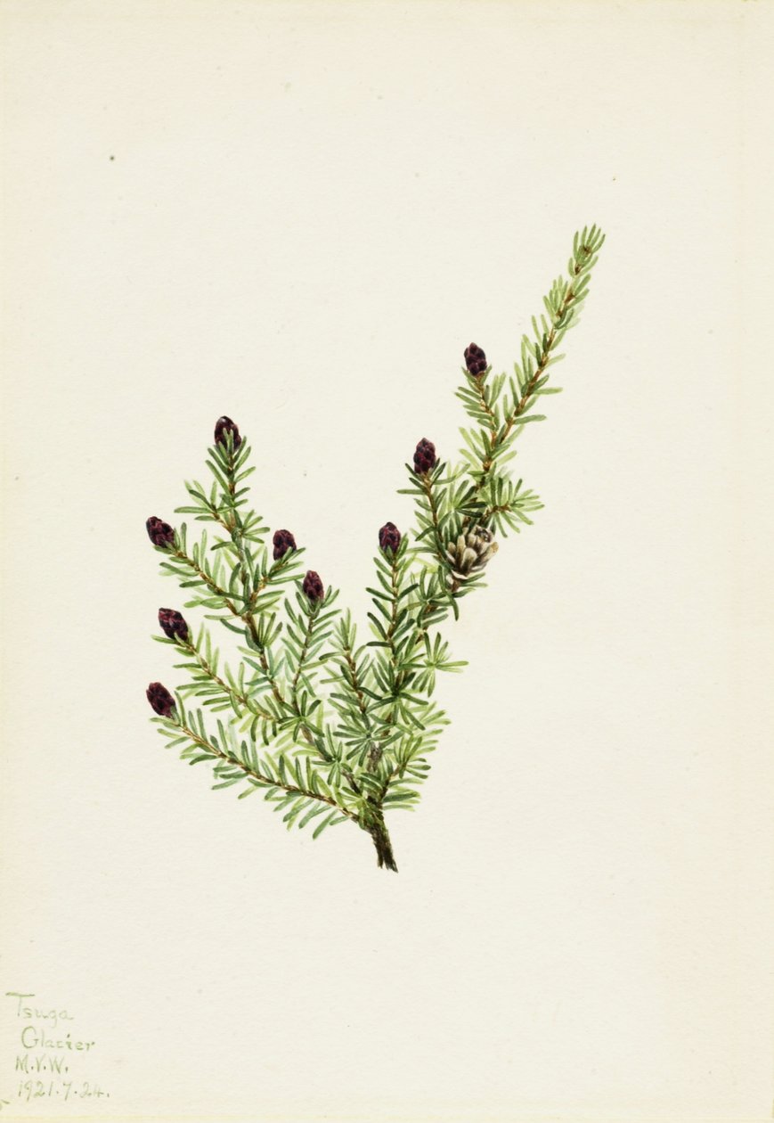 Lännenpihlaja (Tsuga heterophylla) tekijältä Mary Vaux Walcott