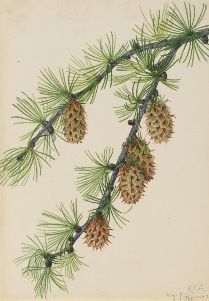 Länsilehtikuusi Larix occidentalis, 1923. tekijältä Mary Vaux Walcott