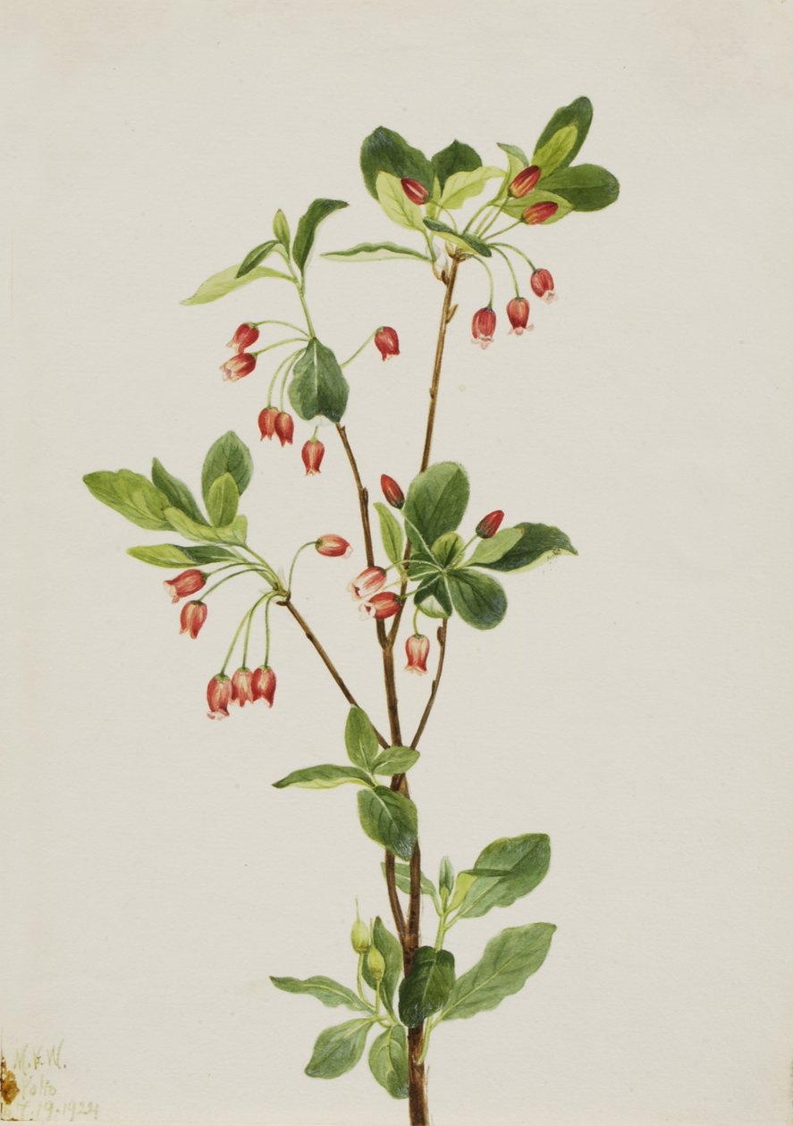 Läntinen Menziesia (Menziesia glabella) tekijältä Mary Vaux Walcott