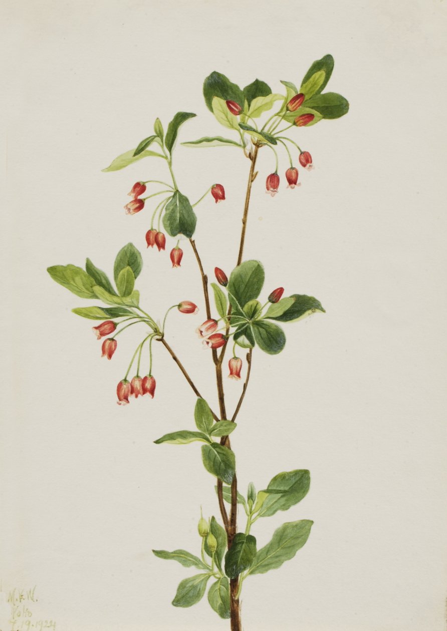 Länsi-Menziesia Menziesia glabella, 1924. tekijältä Mary Vaux Walcott