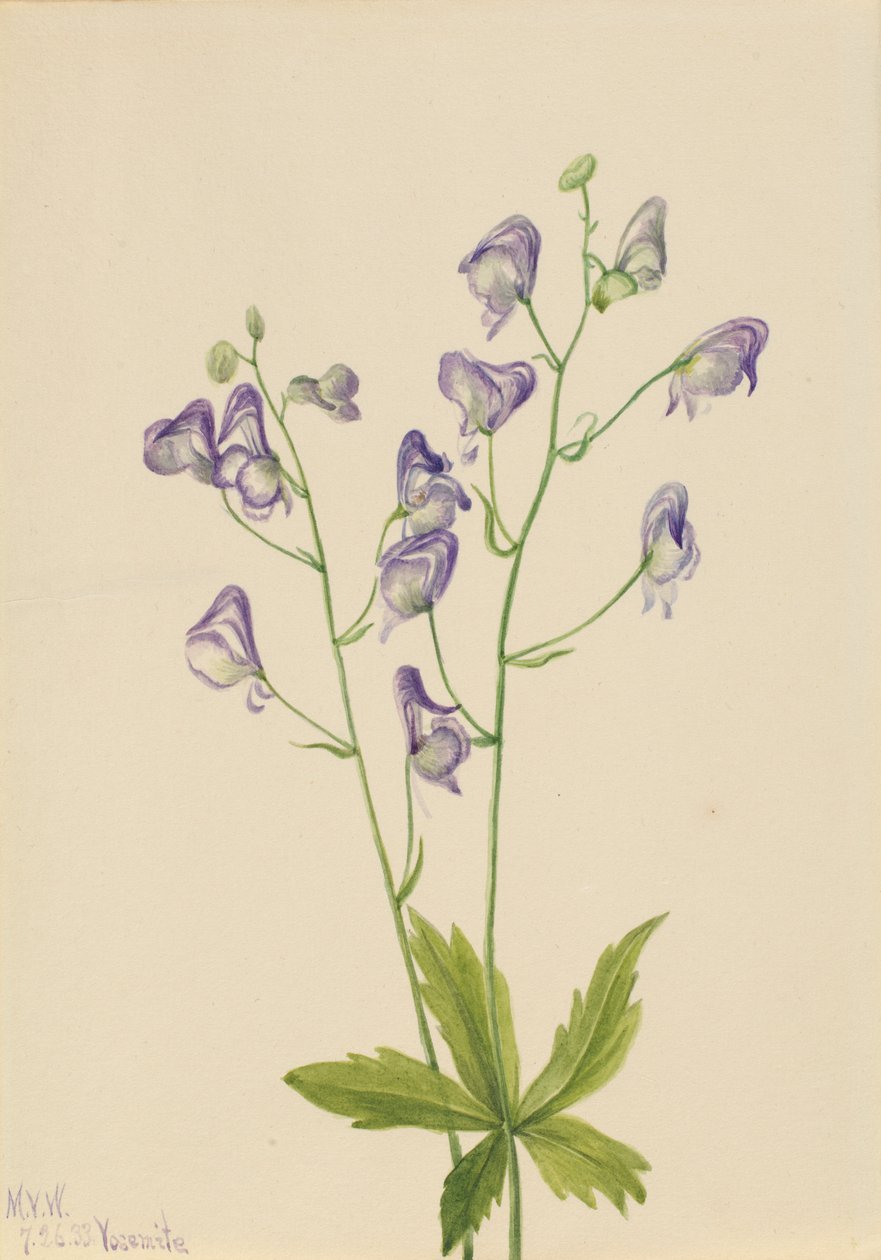 Läntinen munkkikuusama (Aconitum columbianum) tekijältä Mary Vaux Walcott