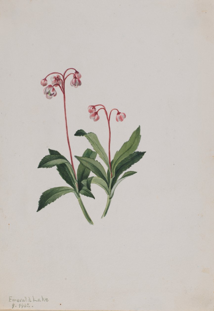 Läntinen pipsissewa (Chimaphila umbellata) tekijältä Mary Vaux Walcott