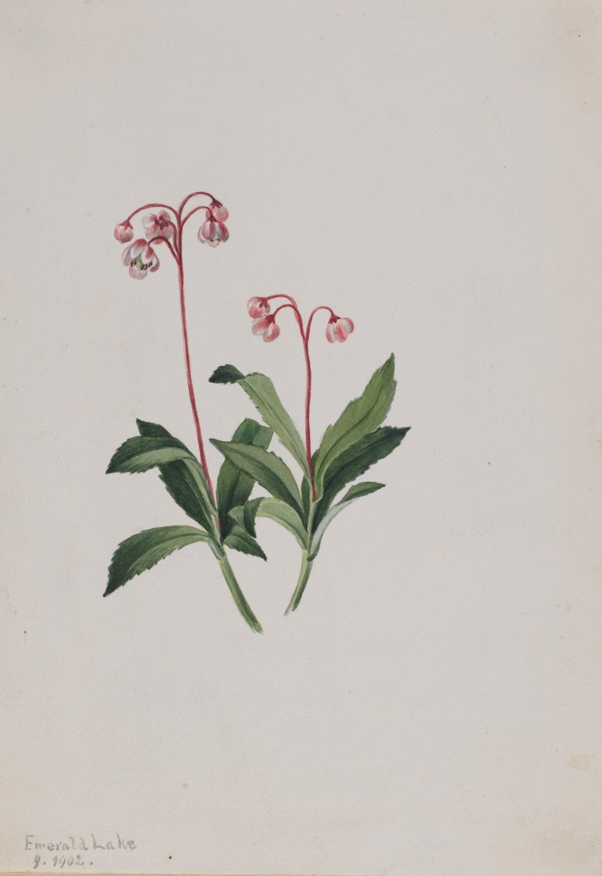 Länsipipsissewa Chimaphila umbellata, 1902. tekijältä Mary Vaux Walcott