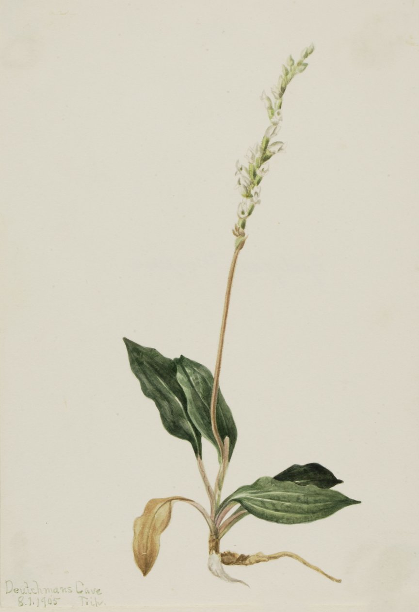 Läntinen kalkkarokäärme pettää Plantain Peraniumia, 1905. tekijältä Mary Vaux Walcott