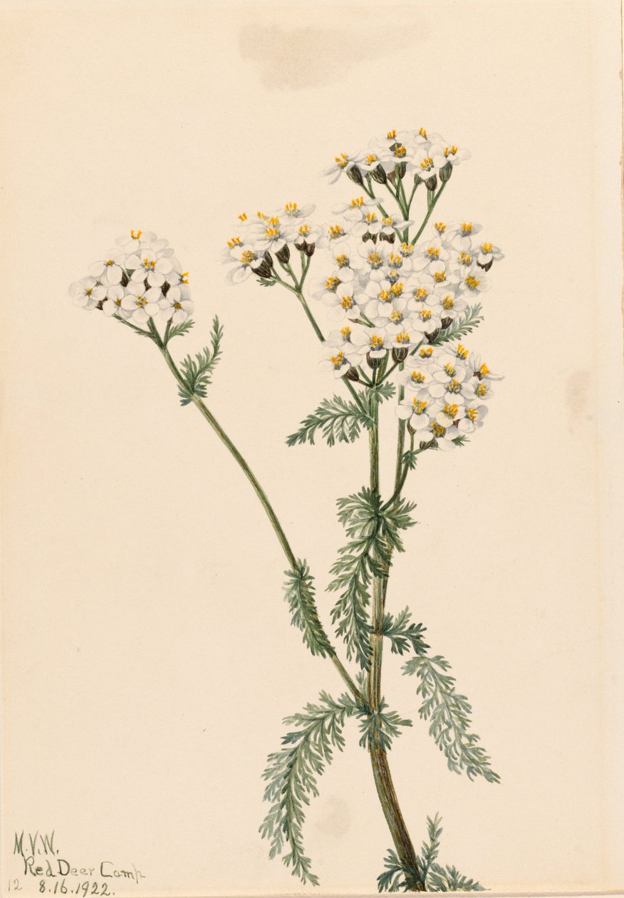 Läntinen siankärsämö (Achillea lanulosa) tekijältä Mary Vaux Walcott