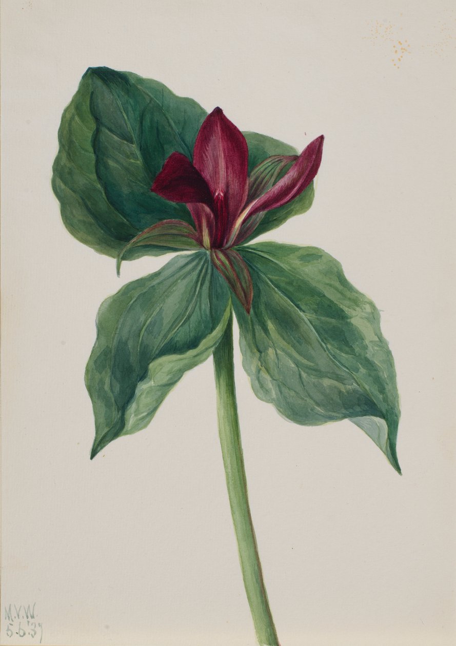 Whippoorwill Kukka (Trillium H.) tekijältä Mary Vaux Walcott