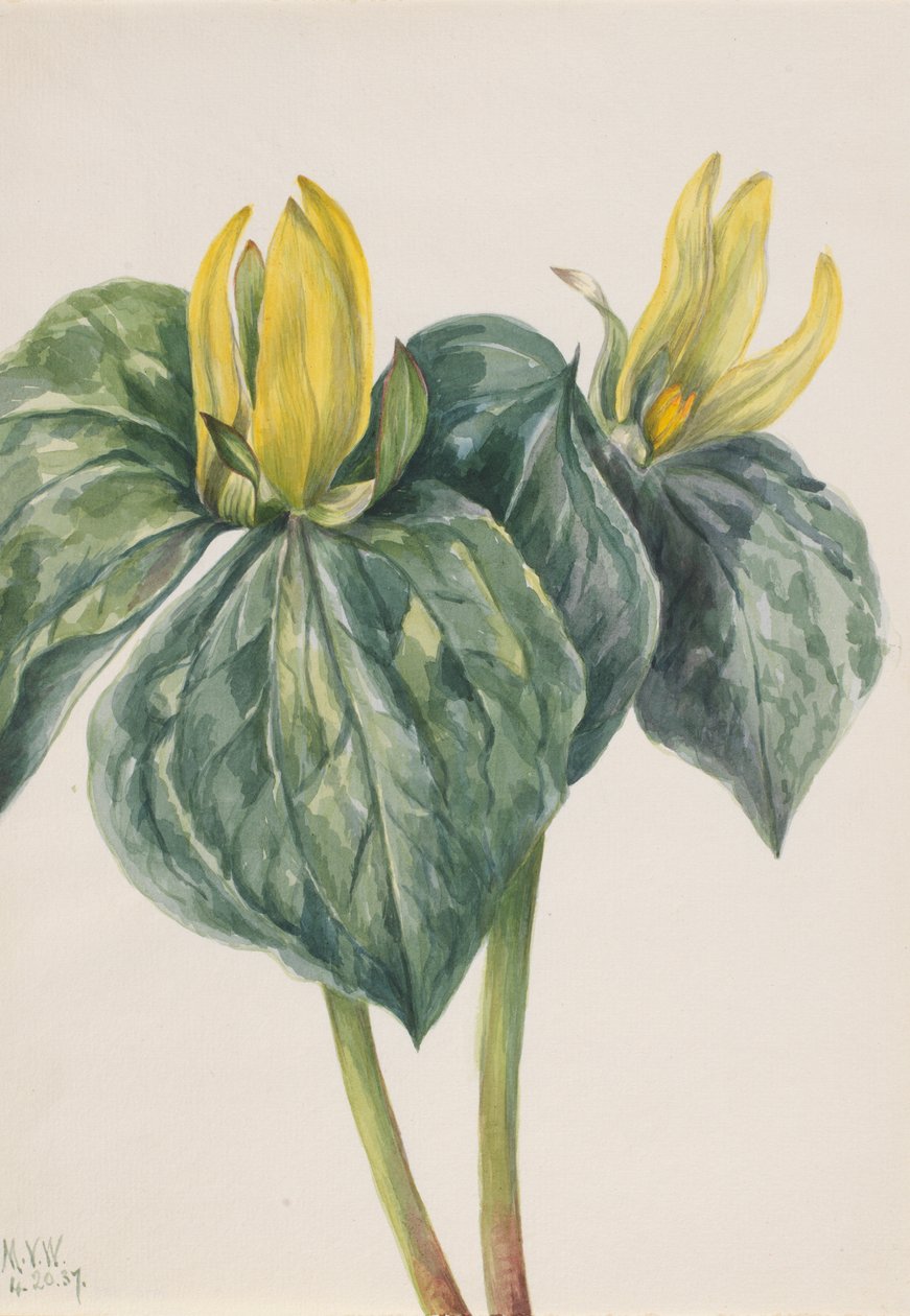 Whippoorwill Flower Trillium hugeri, 1937. tekijältä Mary Vaux Walcott
