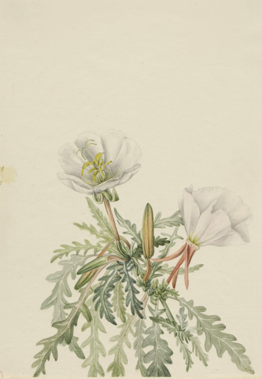Valkoinen Dawnrose (Pachyloplus marginatus) tekijältä Mary Vaux Walcott