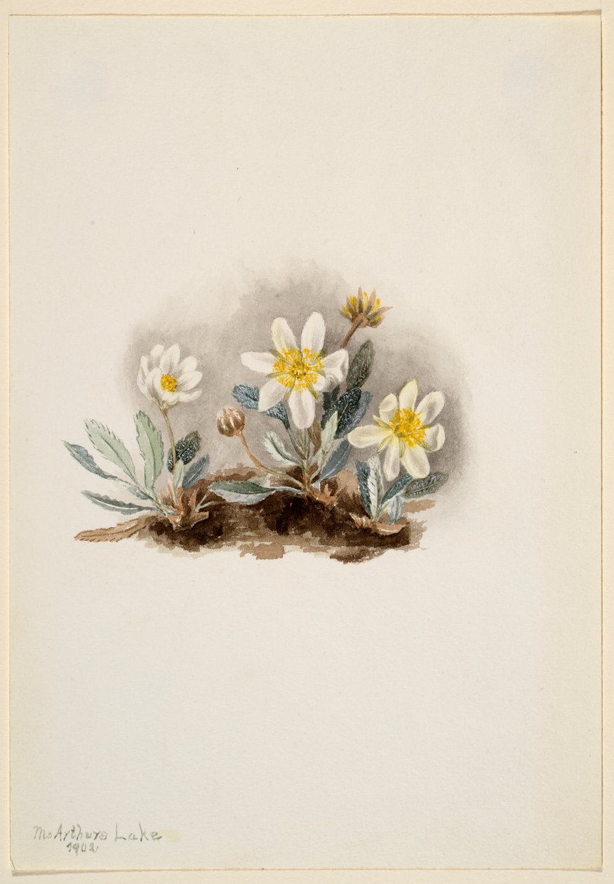 Valkoinen Dryad (Dryas octopetala) tekijältä Mary Vaux Walcott