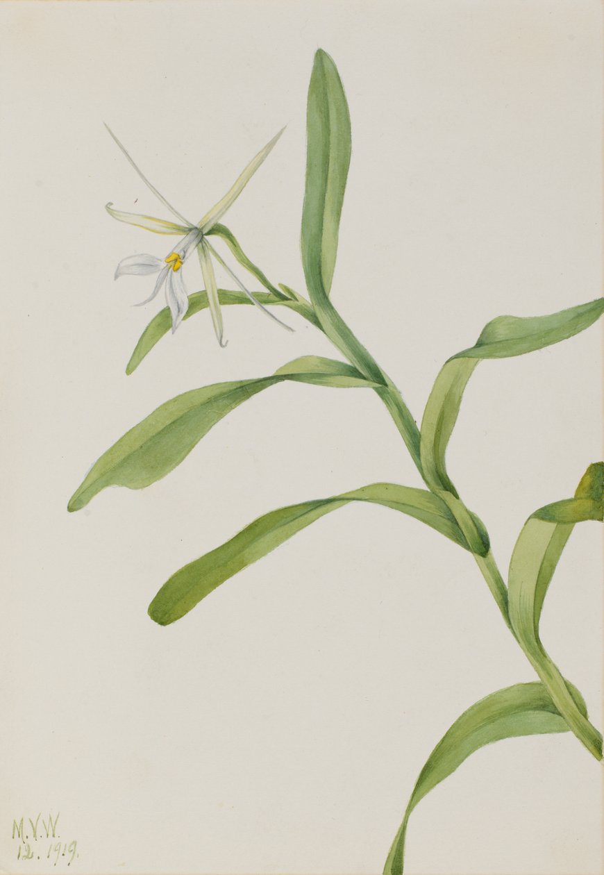 Valkoinen Epidendrum Epidendrum nocturnum, 1919. tekijältä Mary Vaux Walcott