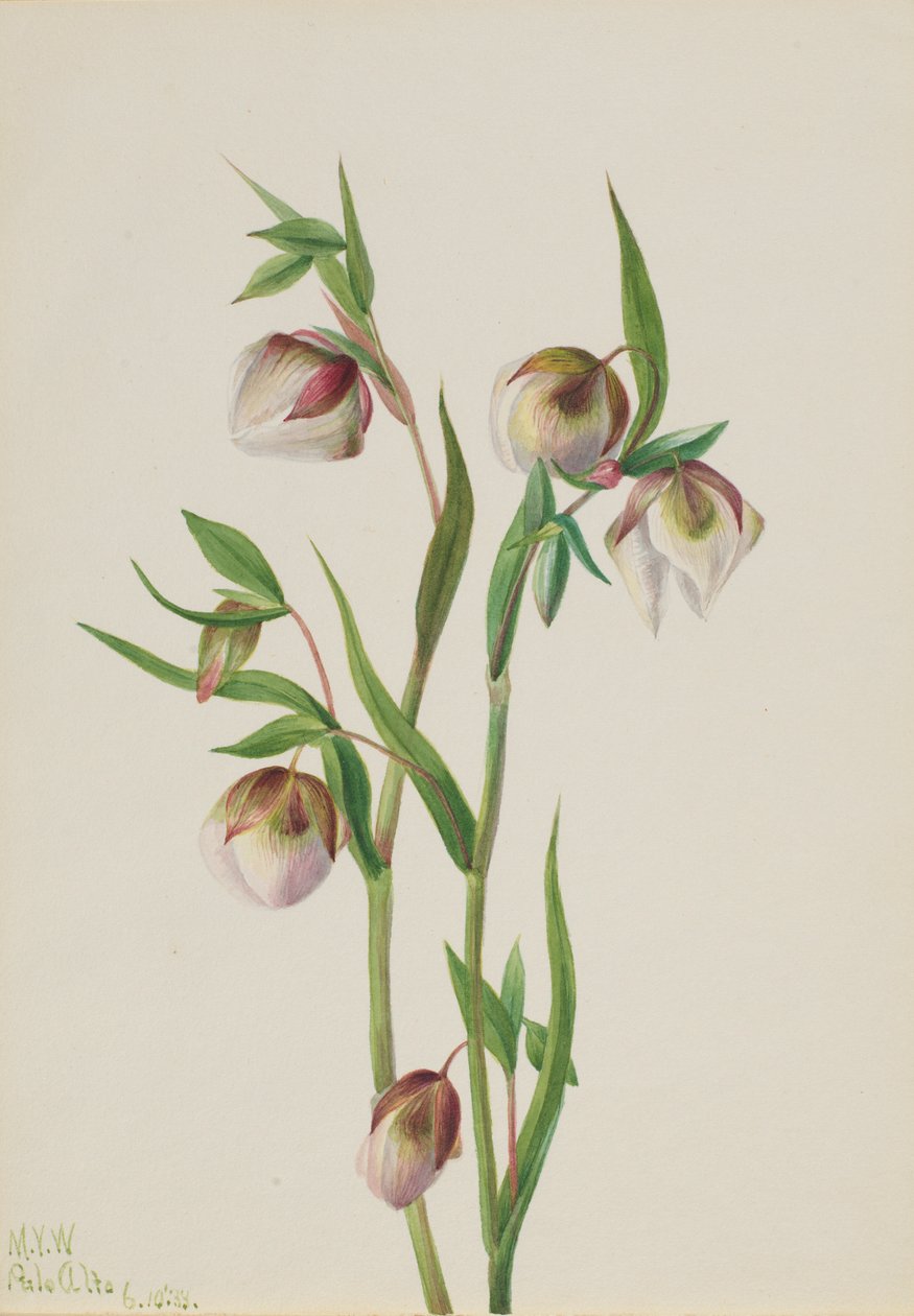 Valkoinen Keiju Lyhty (Calochortus albus) tekijältä Mary Vaux Walcott