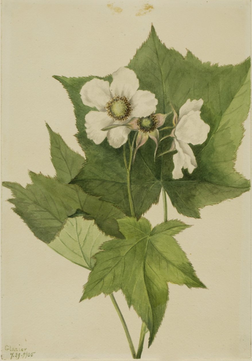Valkoinen kukkiva vadelma (Rubus parviflorus) tekijältä Mary Vaux Walcott