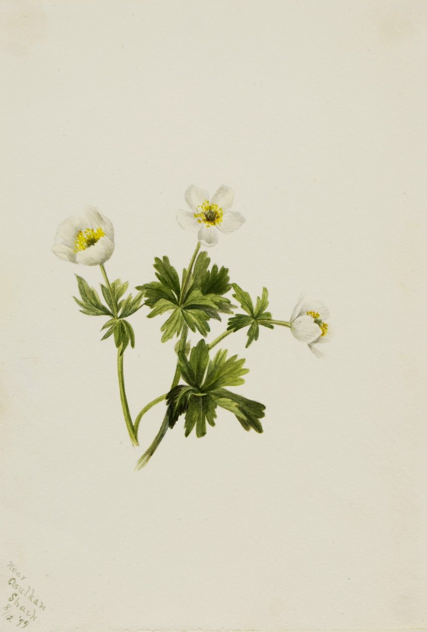 Valkoinen Globeflower (Trollius albiflorus) tekijältä Mary Vaux Walcott