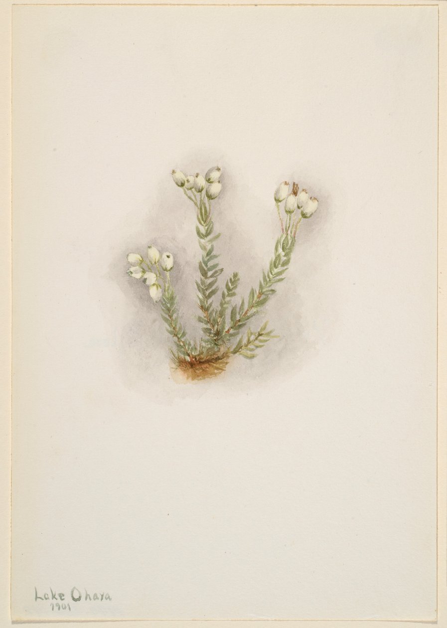 Valkoinen kanerva (Phyllodoce grandiflora) tekijältä Mary Vaux Walcott