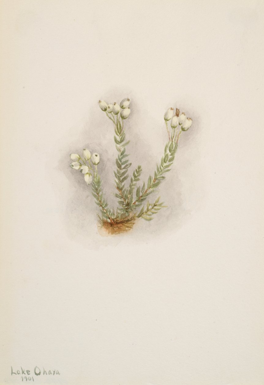 White Heather Phyllodoce grandiflora, 1901. tekijältä Mary Vaux Walcott