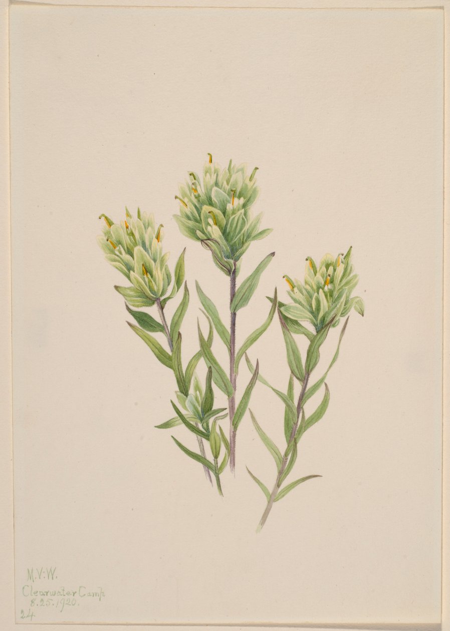 Valkoinen intialainen maalipensas (Castilleja occidentalis) tekijältä Mary Vaux Walcott