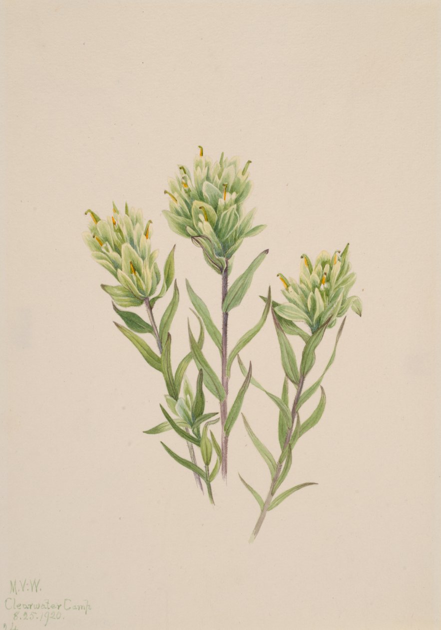 Valkoinen intialainen sivellin Castilleja occidentalis, 1920. tekijältä Mary Vaux Walcott