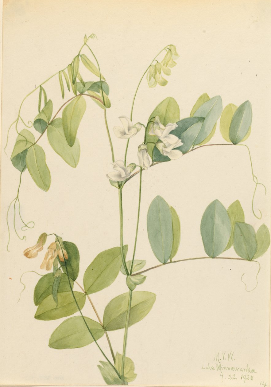 Valkoinen herne (Lathyrus ochroleucus) tekijältä Mary Vaux Walcott