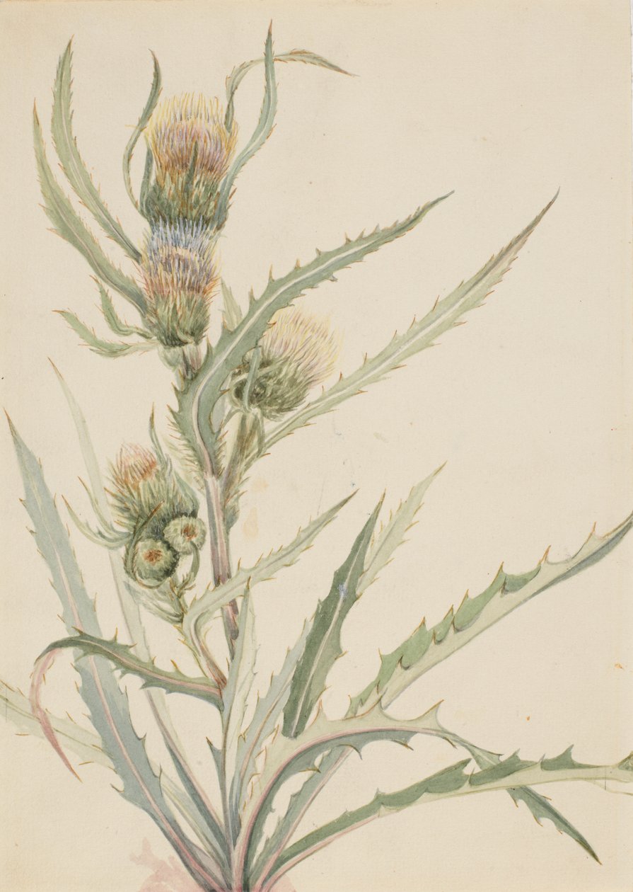 White Thistle Cirsium hookeranum, n.d. tekijältä Mary Vaux Walcott