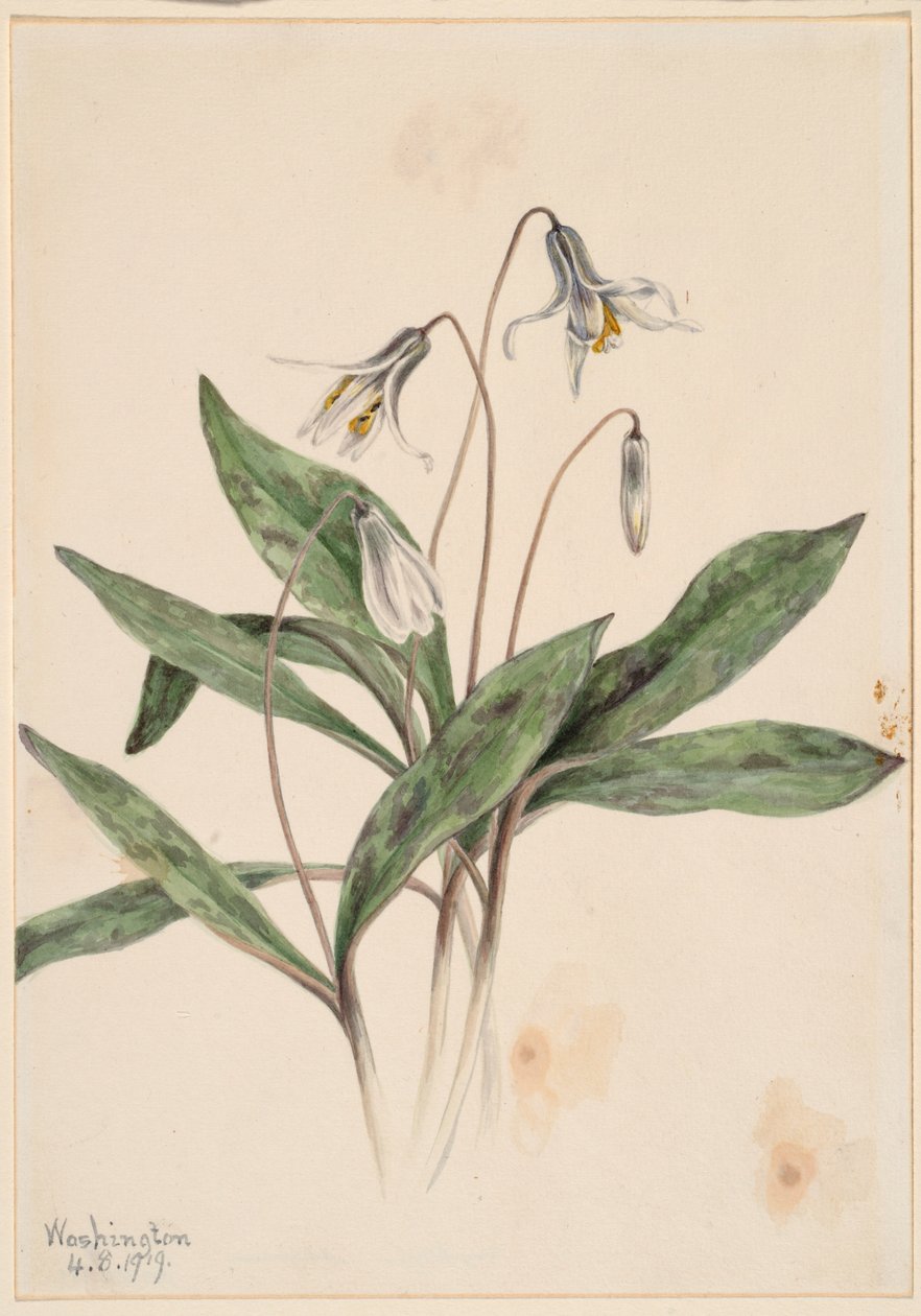 Valkoinen Troutlily (Erythronium albidum) tekijältä Mary Vaux Walcott