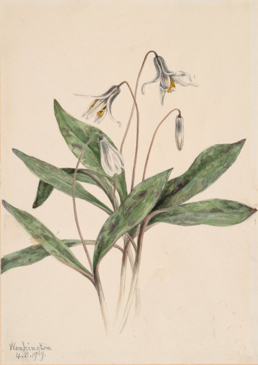 Valkoinen Troutlily Erythronium albidum, 1919. tekijältä Mary Vaux Walcott