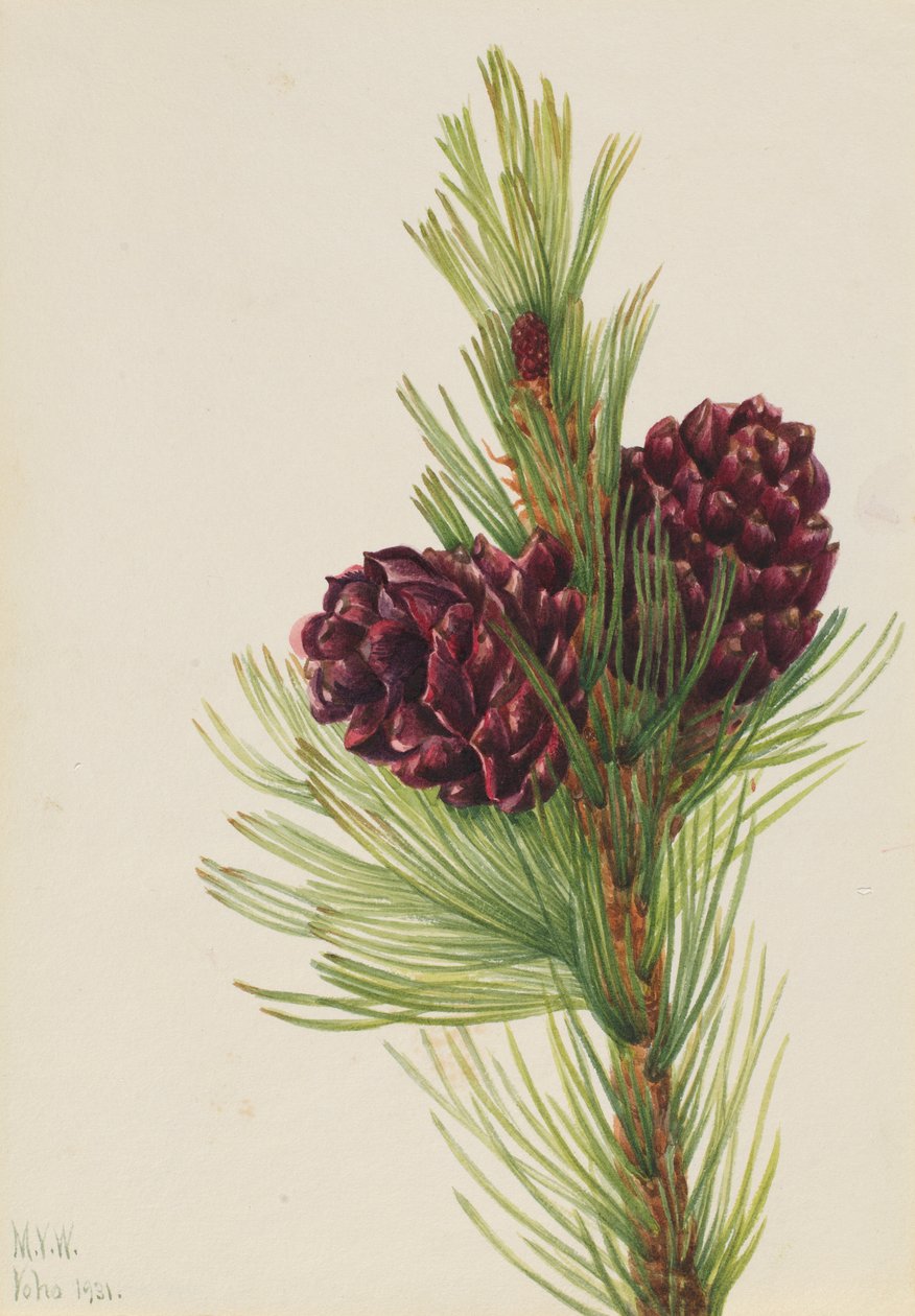 Valkopihamänty (Pinus albicaulis) tekijältä Mary Vaux Walcott