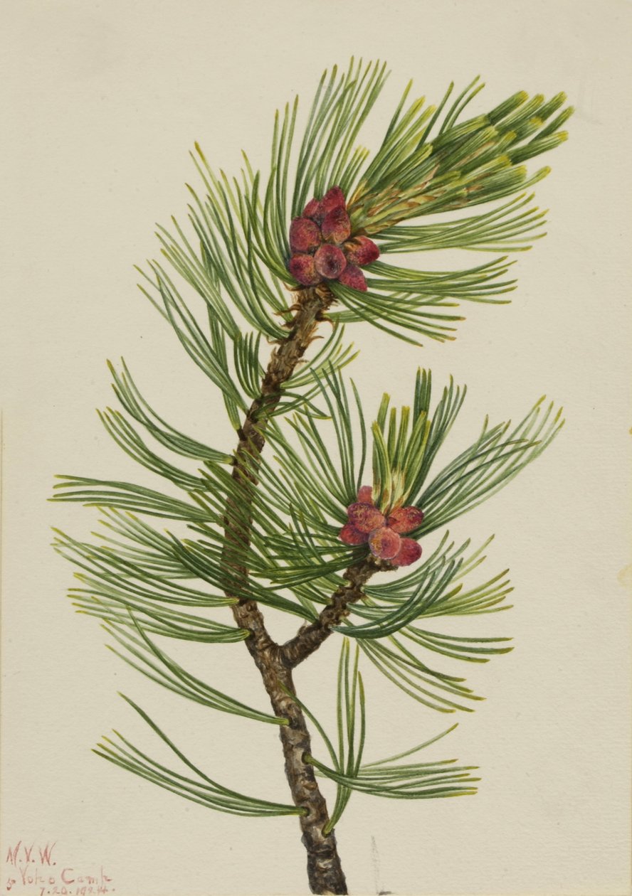 Valkopihamänty (Pinus albicaulis) tekijältä Mary Vaux Walcott