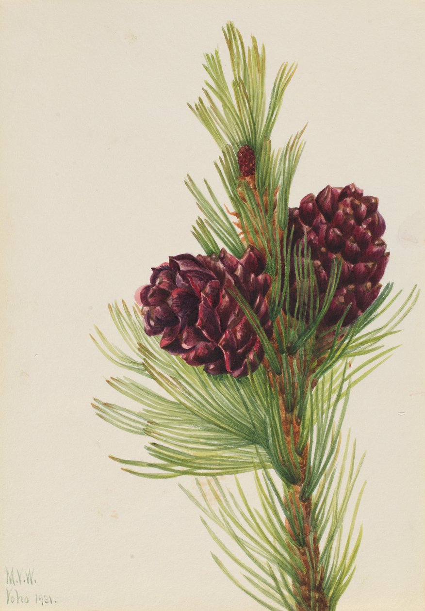 Whitebark Pinus albicaulis, 1931. tekijältä Mary Vaux Walcott
