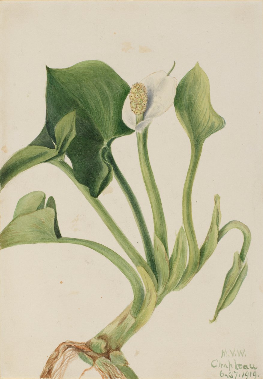 Villi kalla (Calla palustris) tekijältä Mary Vaux Walcott