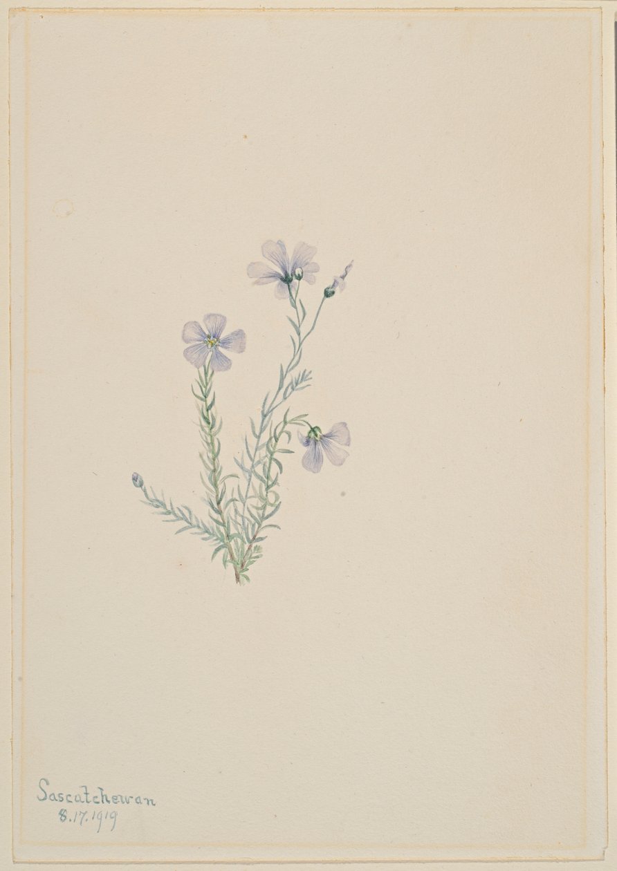 Villipellava (Linum lewisii) tekijältä Mary Vaux Walcott