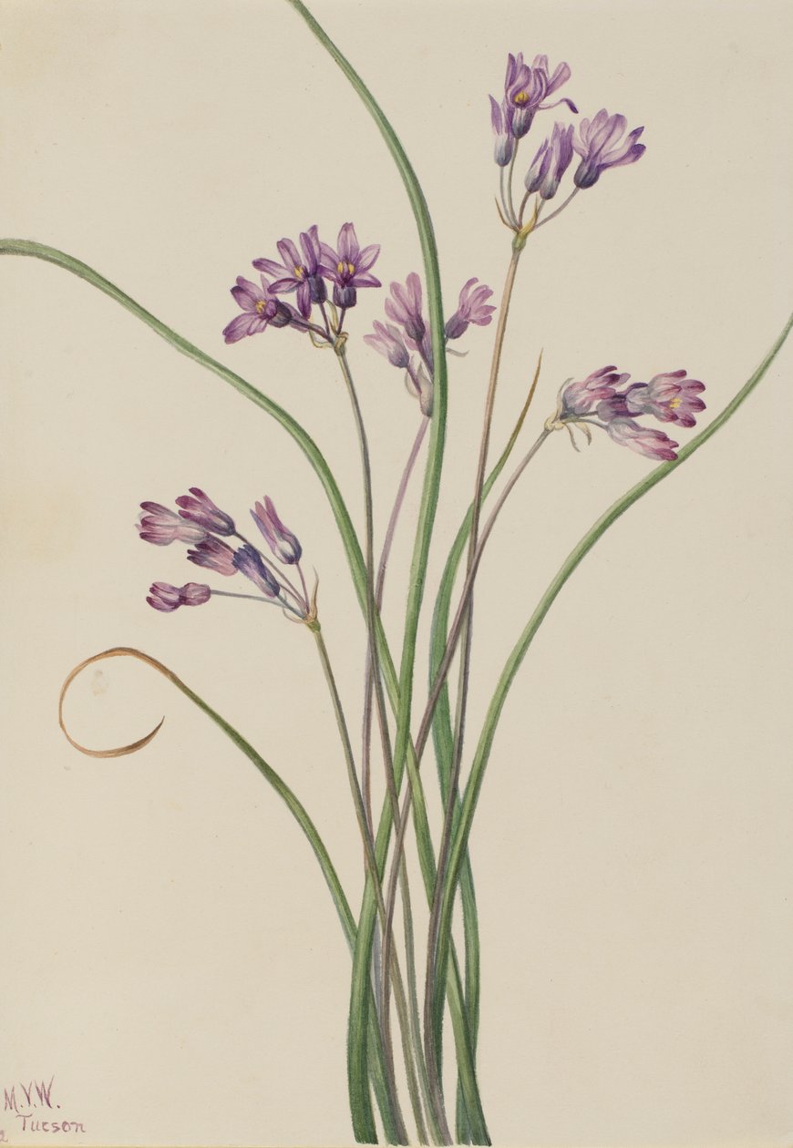 Villi Hyasintti (Brodiaea pulchella) tekijältä Mary Vaux Walcott