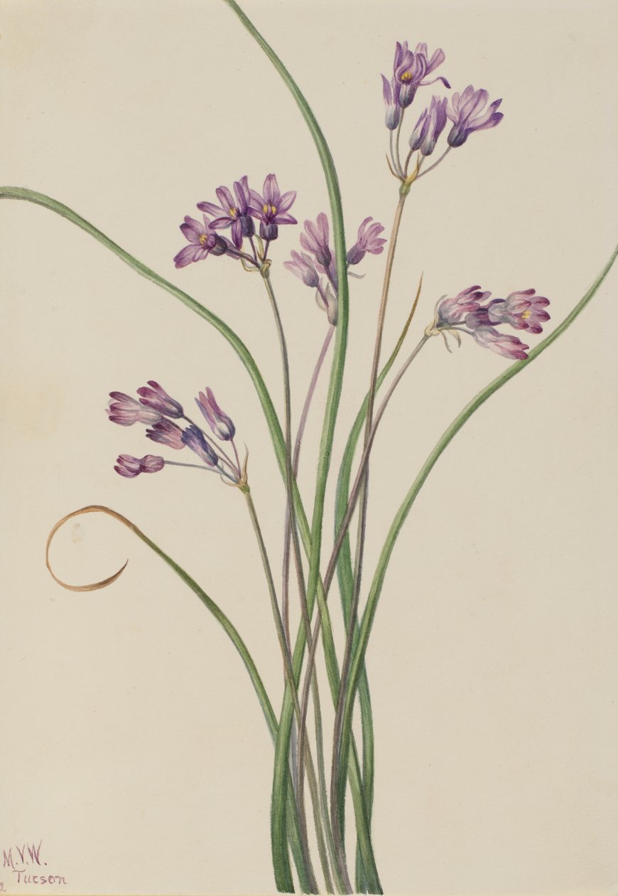 Villihyasintti Brodiaea pulchella, 1927. tekijältä Mary Vaux Walcott
