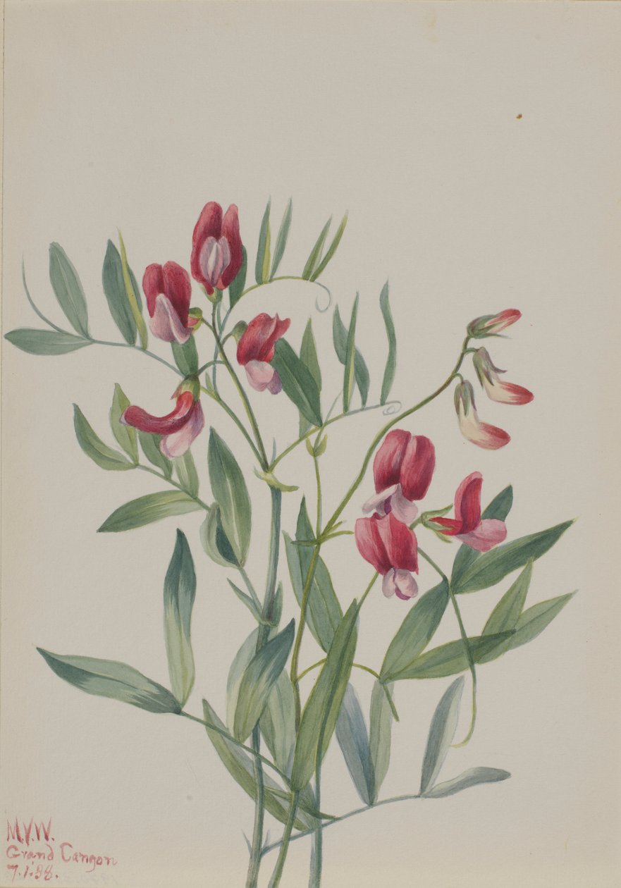 Villiherne (Lathyrus decaphyllus) tekijältä Mary Vaux Walcott