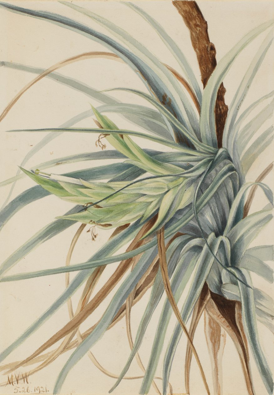 Villi ananas (Tillandsia fasciculata) tekijältä Mary Vaux Walcott