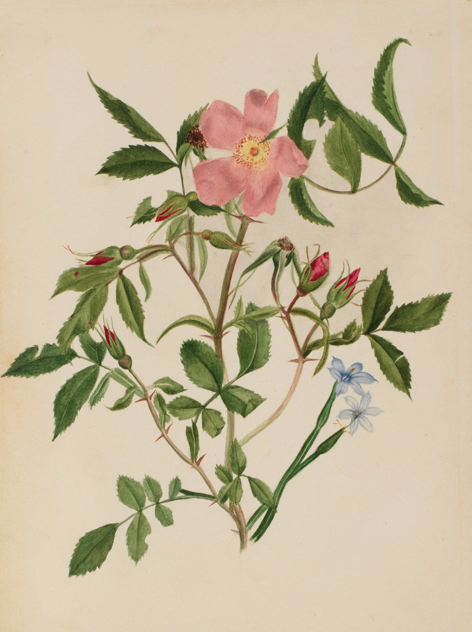 Villiruusu ja sinisilmäinen ruoho (Rosa- ja Sisyrinchium-lajit). tekijältä Mary Vaux Walcott