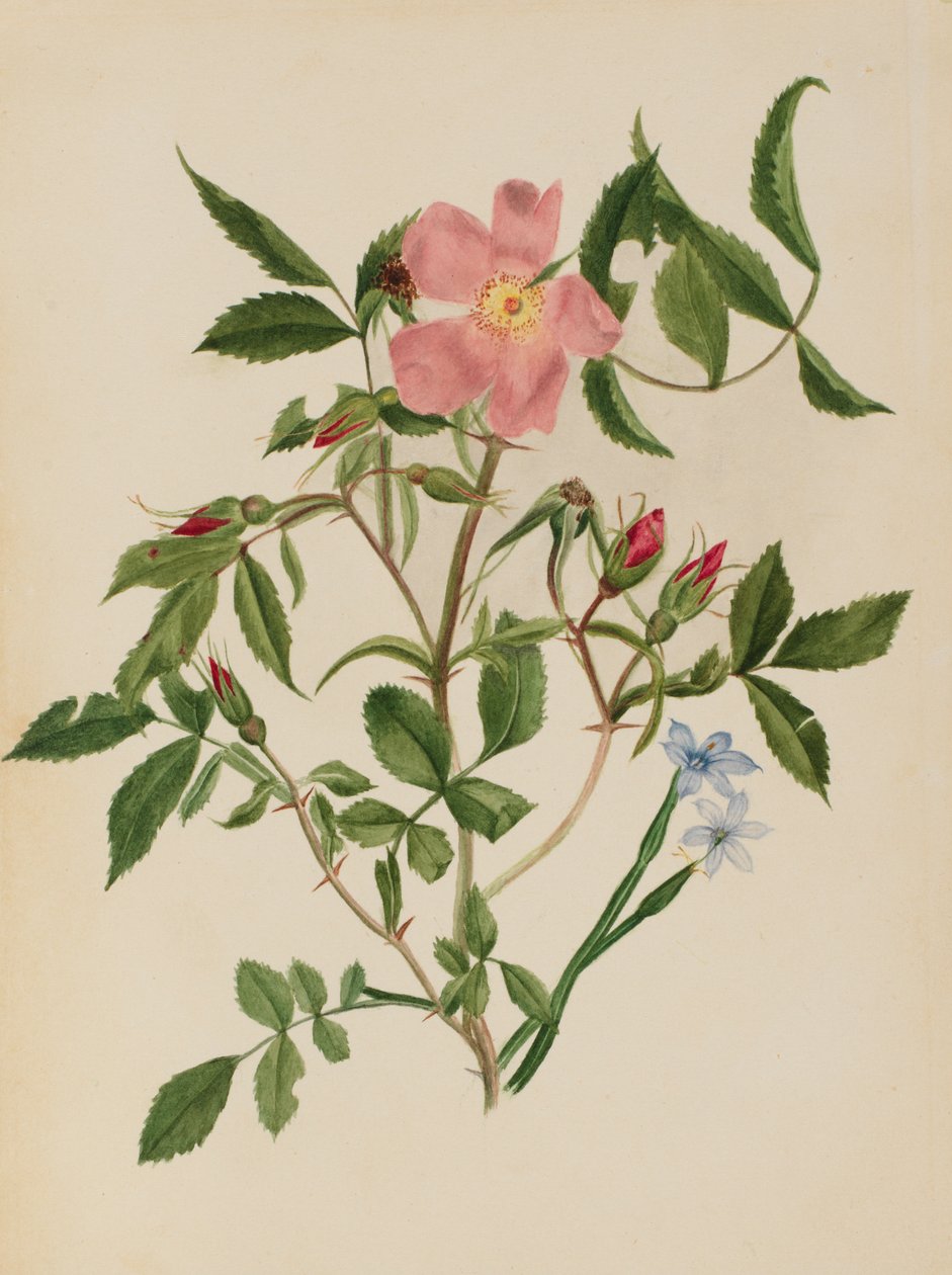 Wild Rose and Blue-eyed Grass Rosa -lajit ja Sisyrinchium -lajit, n.d. tekijältä Mary Vaux Walcott