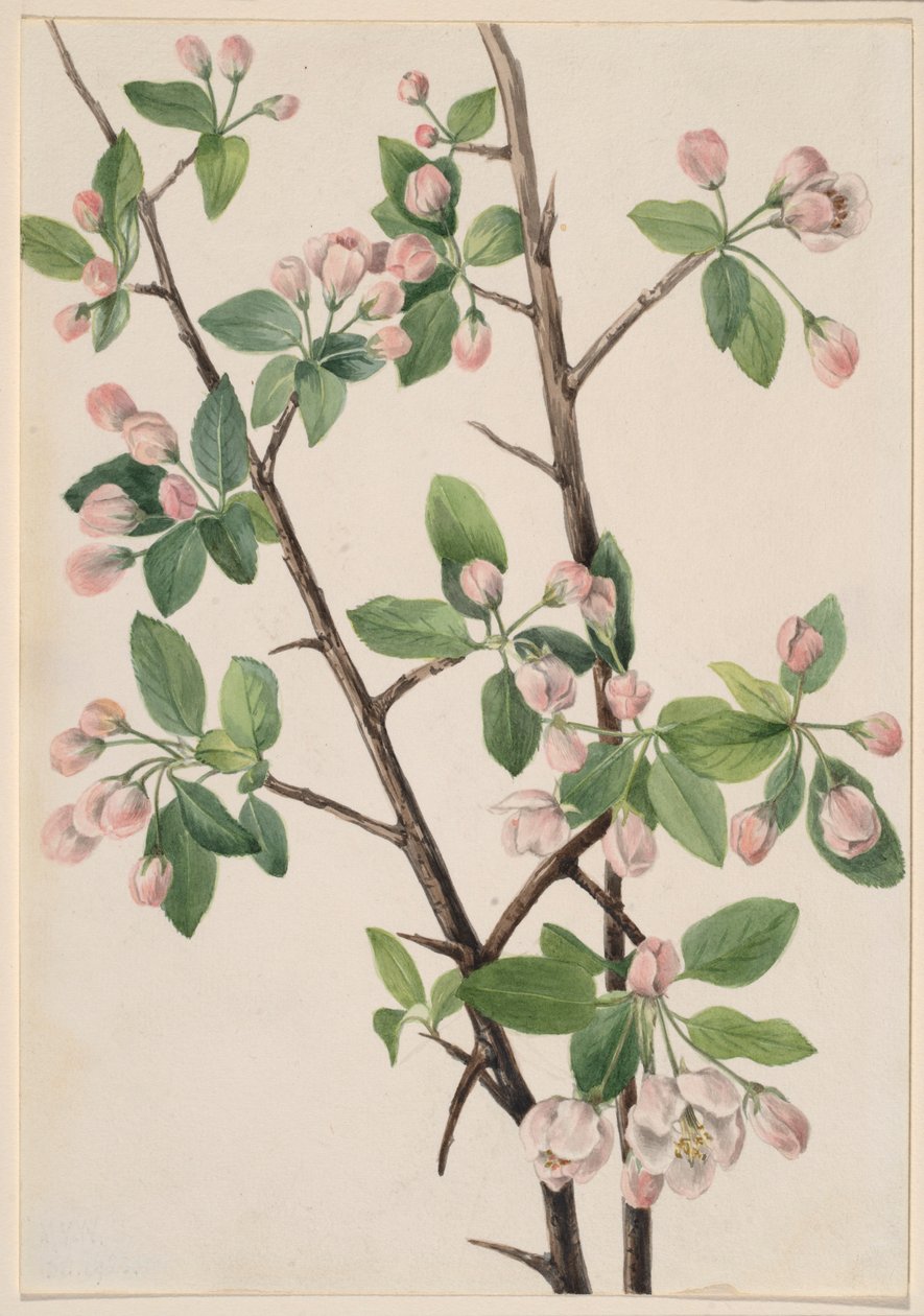 Villi rapu (Malus coronaria) tekijältä Mary Vaux Walcott