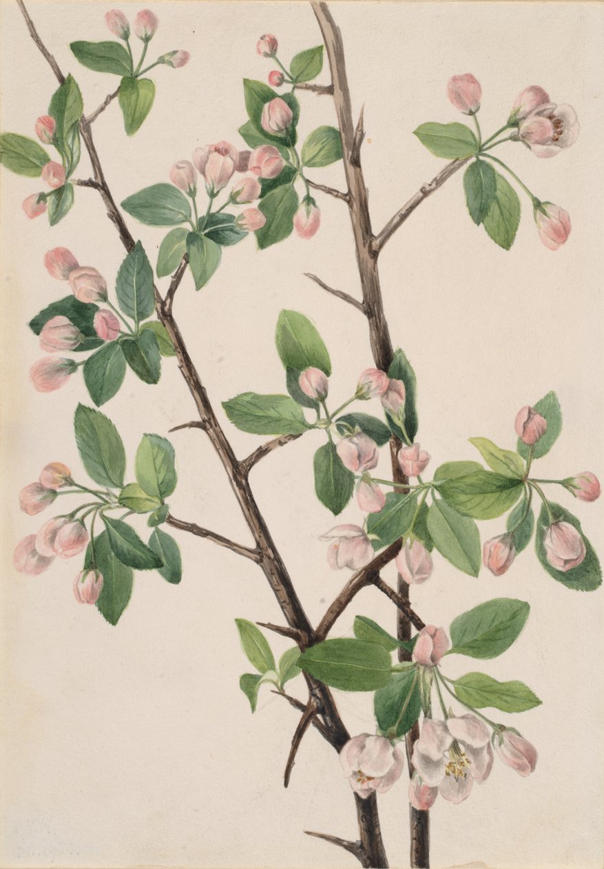 Wild Sweet Crab Malus coronaria, 1920. tekijältä Mary Vaux Walcott