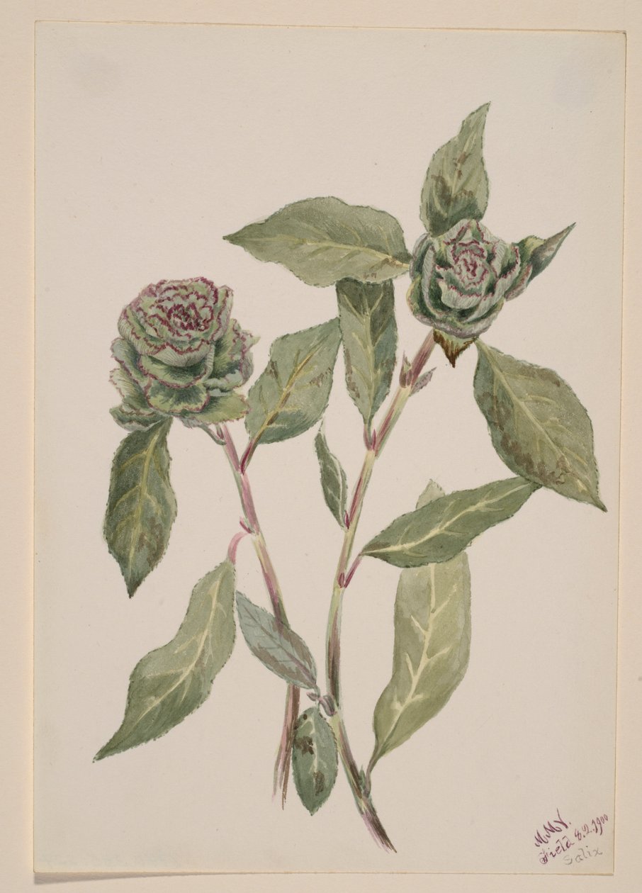 Paju (Salix) tekijältä Mary Vaux Walcott