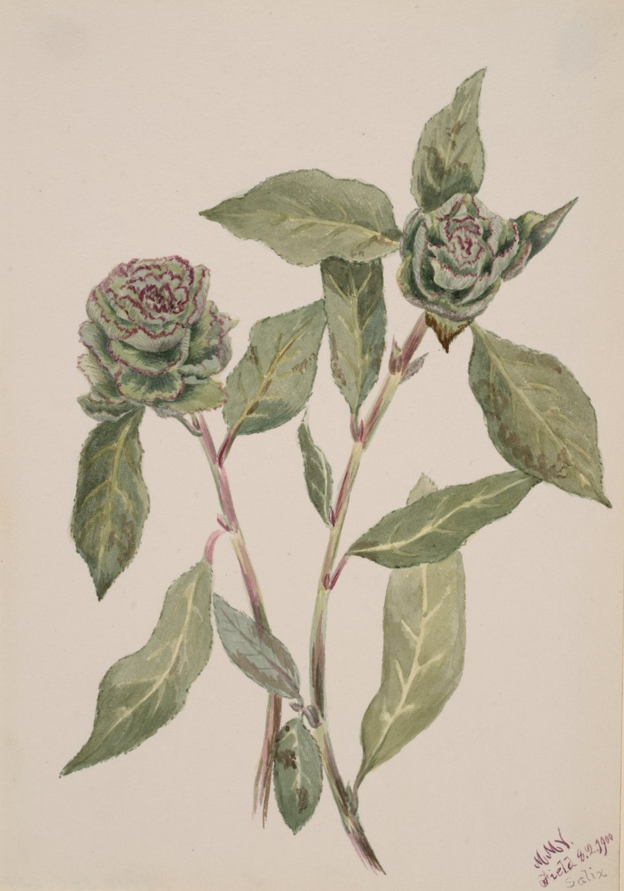 Willow Salix, 1900. tekijältä Mary Vaux Walcott