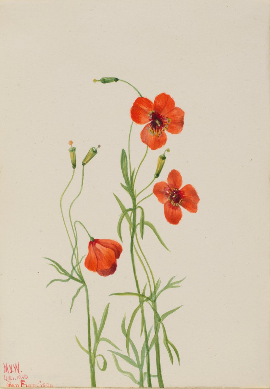 Wind Poppy Stylomecon heterophylla, 1926. tekijältä Mary Vaux Walcott