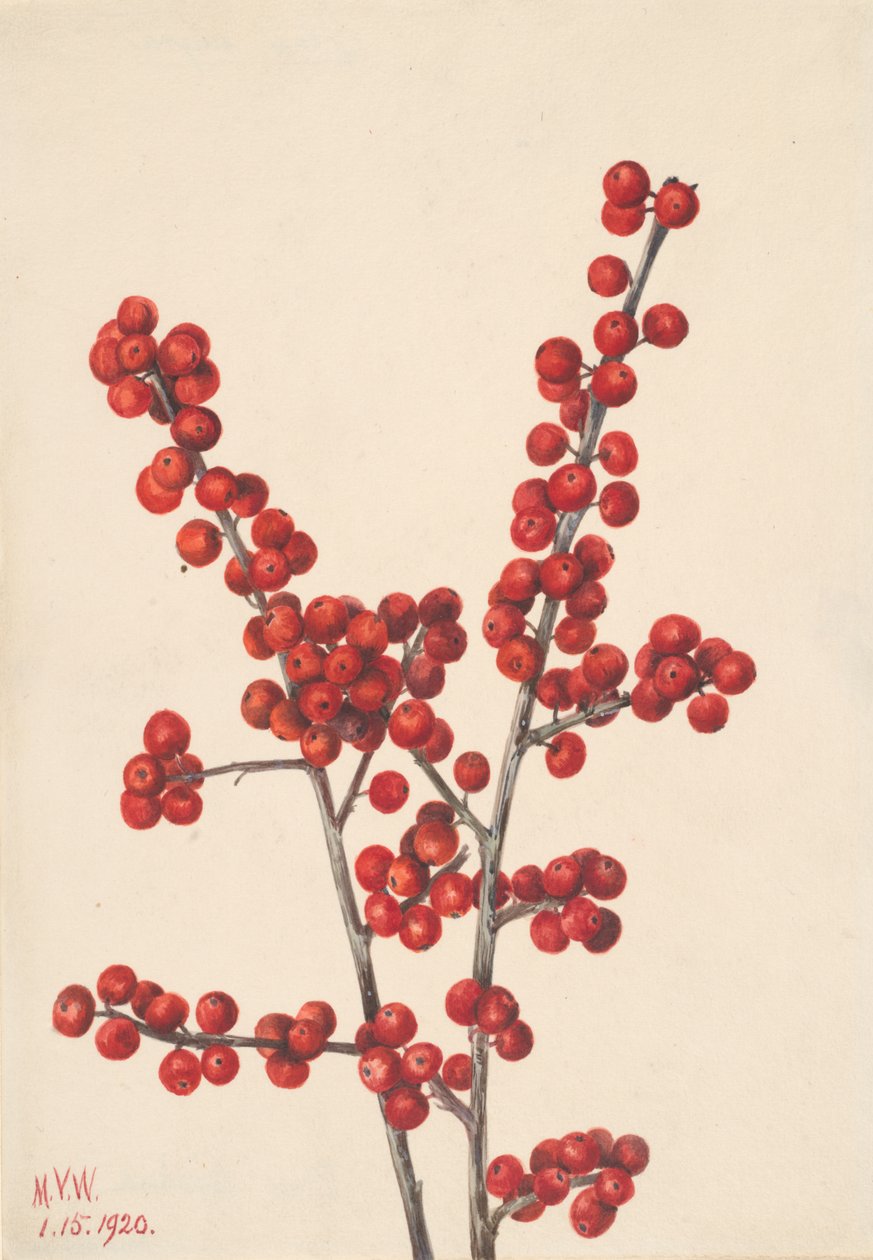 Winterberry Ilex verticillata, 1920. tekijältä Mary Vaux Walcott