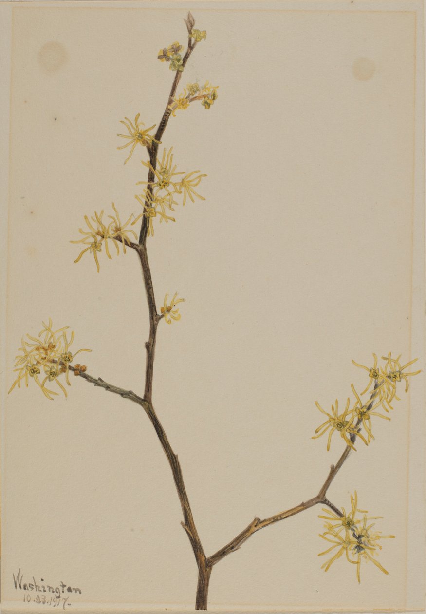 Pähkinäpensas (Hamamelis virginiana) tekijältä Mary Vaux Walcott